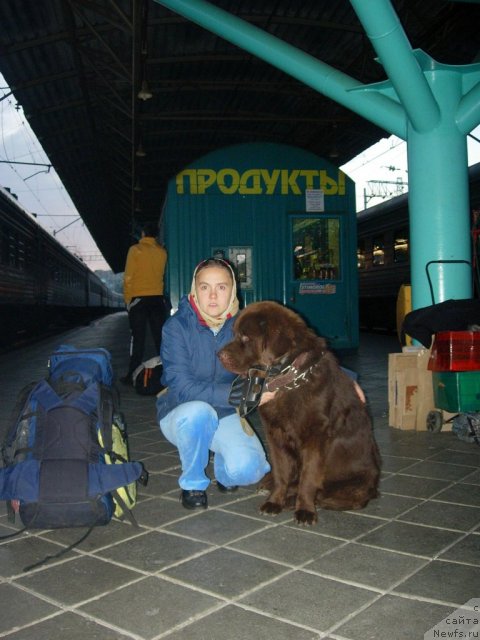 Фото: Diana Larina (Диана Ларина), ньюфаундленд Konfuciy (Конфуций)