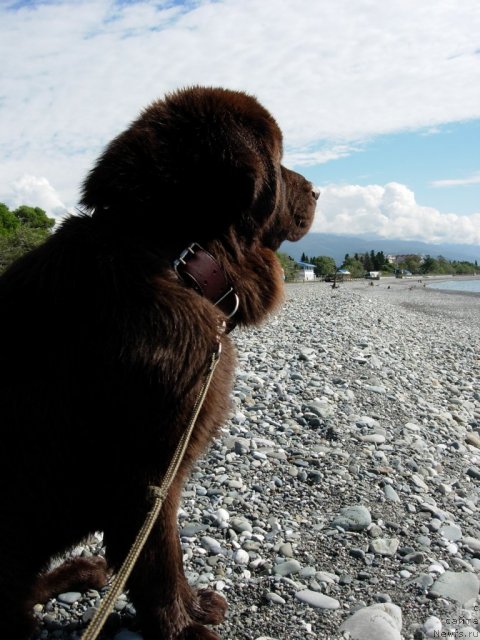 Фото: ньюфаундленд Konfuciy (Конфуций)