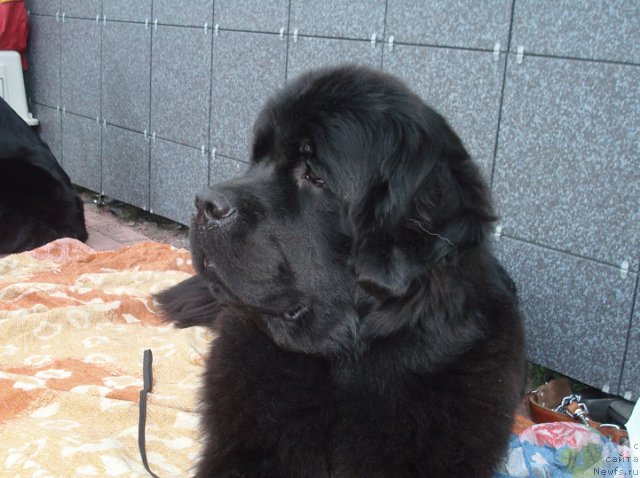 Фотография № 51526