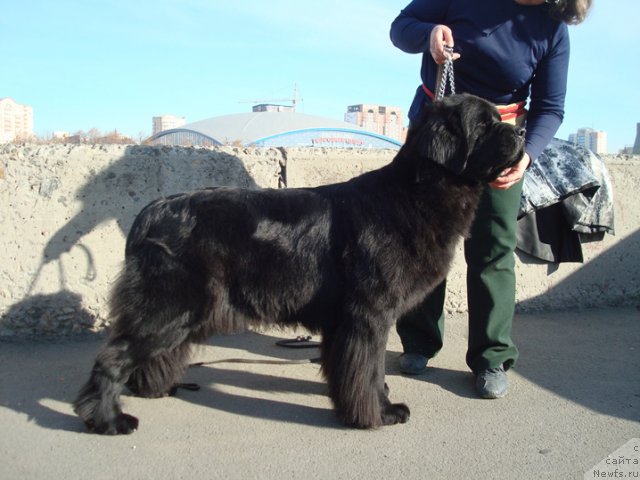 Фото: ньюфаундленд Efrosin'ya iz Carstva Medvedey (Ефросинья из Царства Медведей)