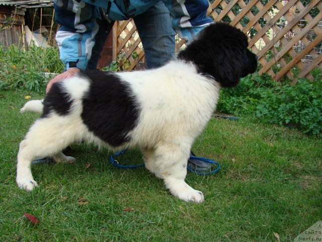 Фото: ньюфаундленд Lambreken  iz Medvej'ego YAra (Ламбрекен  из Медвежьего Яра)