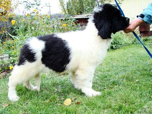 Фото: ньюфаундленд Lambreken  iz Medvej'ego YAra (Ламбрекен  из Медвежьего Яра)