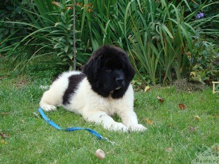 Фото: ньюфаундленд Lambreken  iz Medvej'ego YAra (Ламбрекен  из Медвежьего Яра)