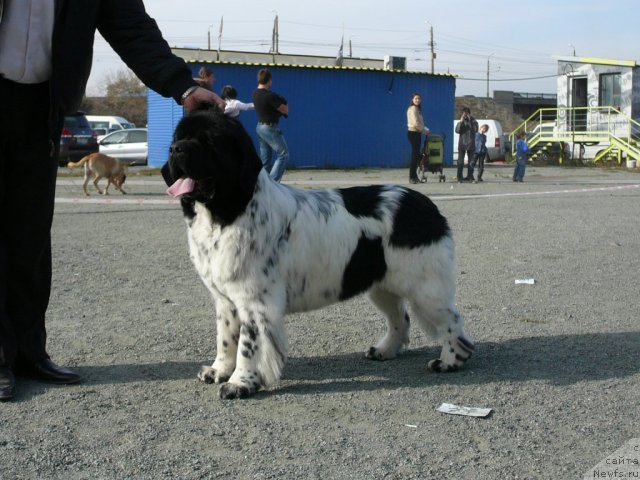 Фото: ньюфаундленд Keeper Soul Dar Moego Serdtsa Daniel (Кипер Соул Дар Моего Сердца Даниель)