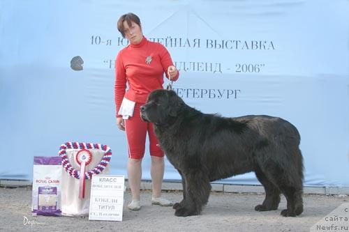 Фото: ньюфаундленд Smigar Oldaiv (Смигар Олдайв)