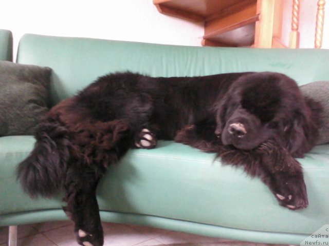 Фото: ньюфаундленд Baloven' Sud'byi (Баловень Судьбы)