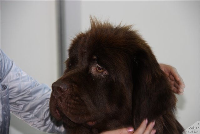 Фото: ньюфаундленд Koketka ot CHannel iz Medvej'ego YAra (Кокетка от Чаннел из Медвежьего Яра)