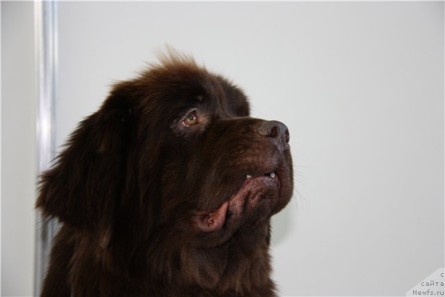 Фото: ньюфаундленд Koketka ot CHannel iz Medvej'ego YAra (Кокетка от Чаннел из Медвежьего Яра)