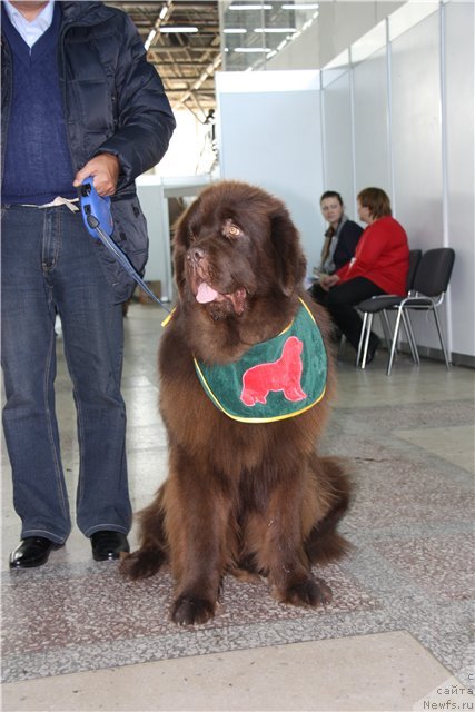 Фото: ньюфаундленд Komandor iz Medvej'ego YAra (Командор из Медвежьего Яра)