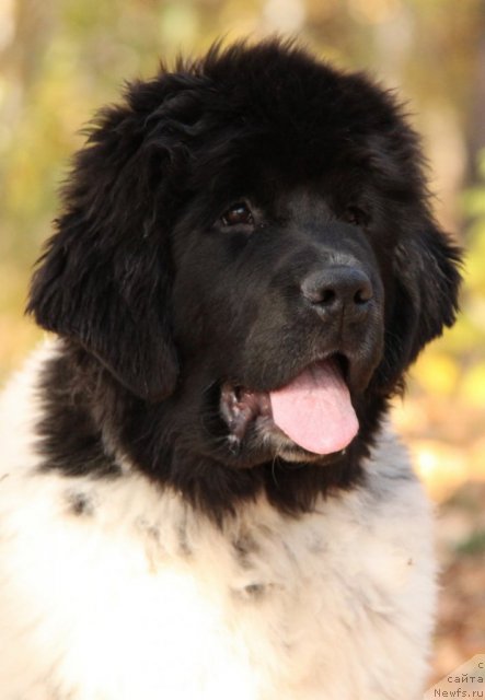 Фото: ньюфаундленд Akvian Song Zippi Panda (Аквиан Сонг Зиппи Панда)