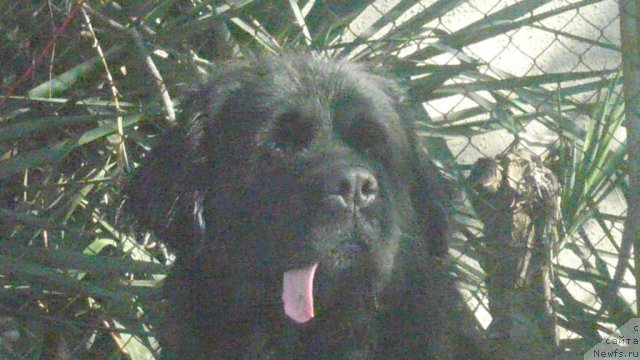 Фото: ньюфаундленд YUnona iz Zolotogo Treugol'nika (Юнона из Золотого Треугольника)