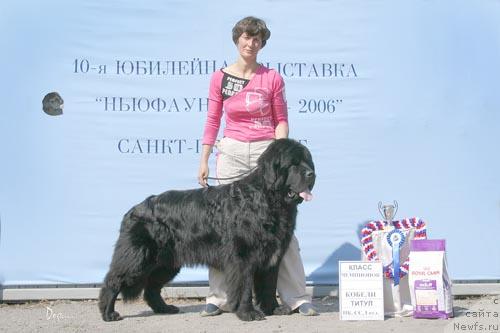 Фото: ньюфаундленд Larinkallion Oinen Kulkia