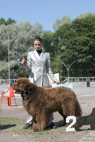 Фото: ньюфаундленд Smigar Nazareth (Смигар Назарет)