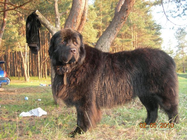 Фото: ньюфаундленд King Big Blyek Balu (Кинг Биг Блэк Балу), ньюфаундленд King Big Blyek Balu (Кинг Биг Блэк Балу)