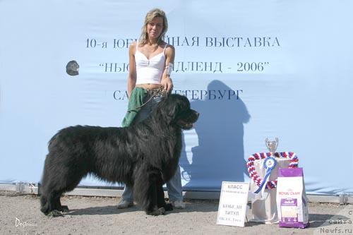 Фото: ньюфаундленд Vivat Vialiki Miadzvedz (Виват Вялiкi Мядзведзь)