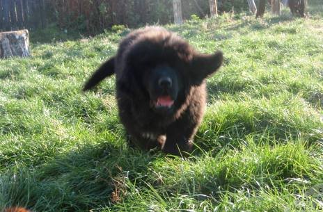 Фото: ньюфаундленд N'yufort Nastoyaschiy Macho (Ньюфорт Настоящий Мачо)