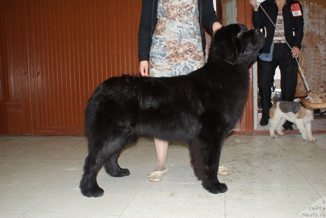 Фото: ньюфаундленд Aquatoriya Kelvin Lambordghini (Акватория Келвин Ламборджини)