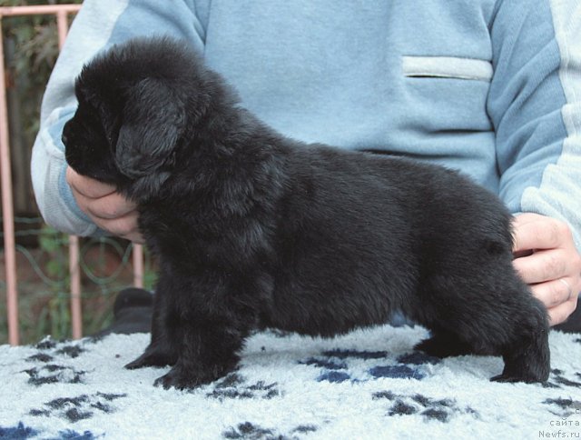 Фото: ньюфаундленд Sputnik s Berega Dona (Спутник с Берега Дона)