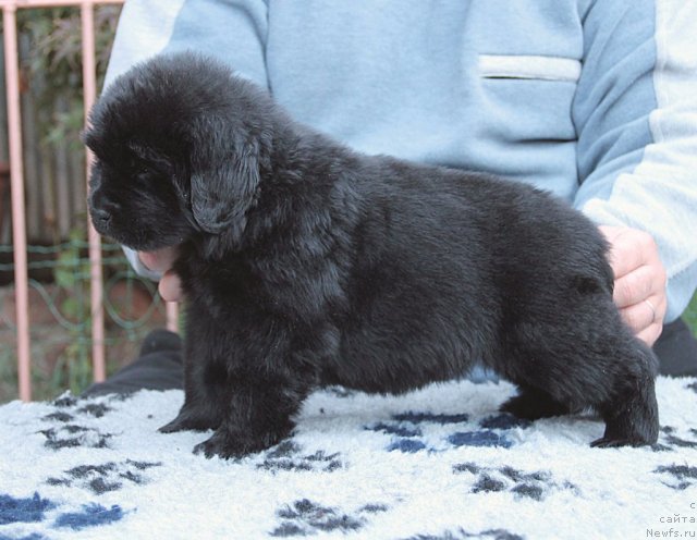 Фото: ньюфаундленд Sputnik s Berega Dona (Спутник с Берега Дона)