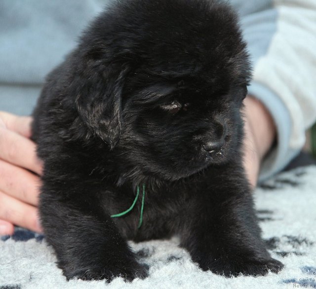 Фото: ньюфаундленд Sputnik s Berega Dona (Спутник с Берега Дона)