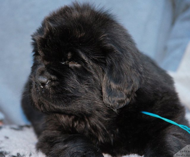 Фото: ньюфаундленд Spasatel' s Berega Dona (Спасатель с Берега Дона)