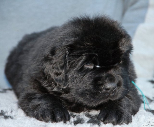 Фото: ньюфаундленд Spasatel' s Berega Dona (Спасатель с Берега Дона)