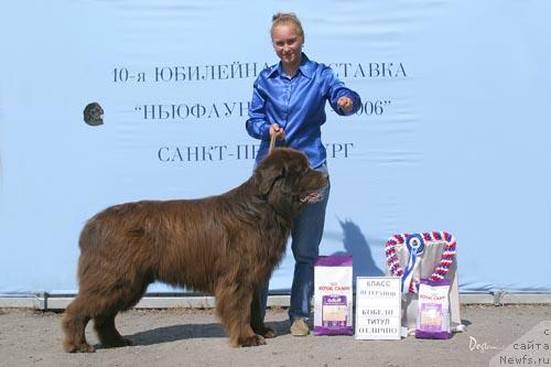 Фото: ньюфаундленд Smigar Afanasiy (Смигар Афанасий)