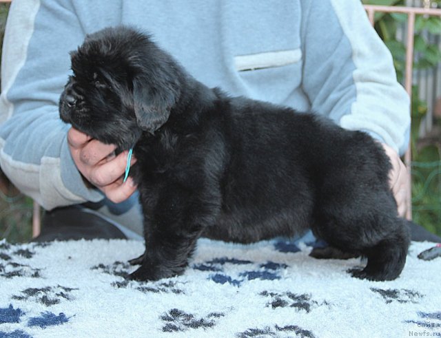 Фото: ньюфаундленд Spasatel' s Berega Dona (Спасатель с Берега Дона)