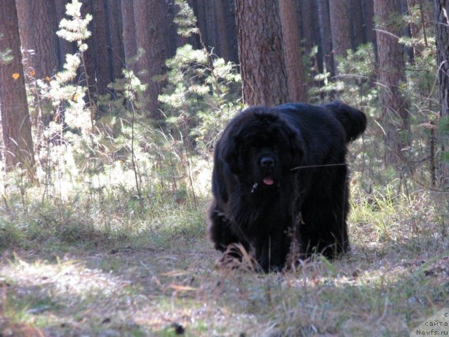 Фото: ньюфаундленд Ivan Tsarevich iz Tihogo Omuta (Иван Царевич из Тихого Омута)