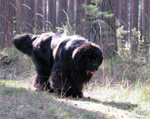 Фото: ньюфаундленд Ivan Tsarevich iz Tihogo Omuta (Иван Царевич из Тихого Омута)