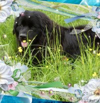 Фото: ньюфаундленд Atlantika Vindz Rouz (Атлантика Виндз Роуз)