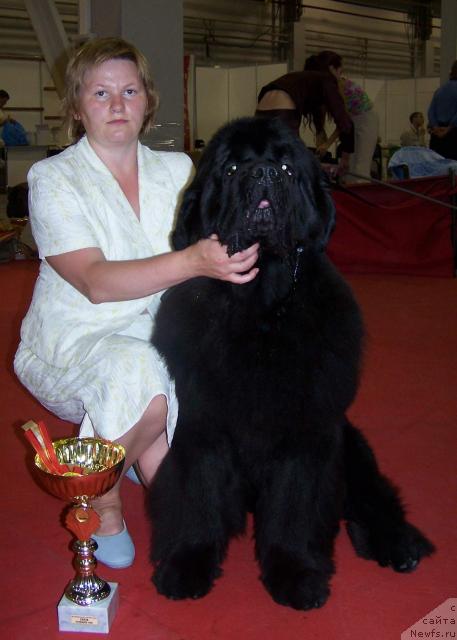 Фото: ньюфаундленд King of Helluland Viking, Tat'yana Abutova (Татьяна Абутова)