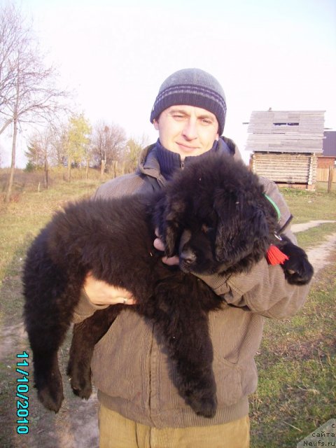 Фото: ньюфаундленд Ih Vyisochestvo Vladlena Madjiks (Их Высочество Владлена Маджикс), Aleksey Nistratov (Алексей Нистратов)