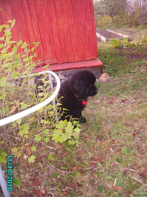 Фото: ньюфаундленд Ih Vyisochestvo Vladlena Madjiks (Их Высочество Владлена Маджикс)