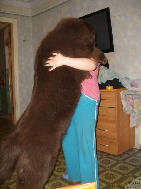 Фото: Черный Шарм Амбер Бест Дог ФО Марлеон