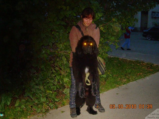 Фото: ньюфаундленд Akvatoriya Kelvin N'yuton (Акватория Келвин Ньютон)