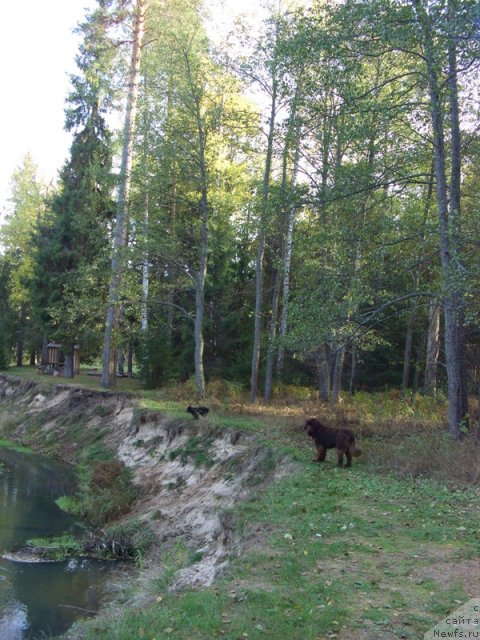 Фото: ньюфаундленд Barhatka Roskoshnaya (Бархатка Роскошная)