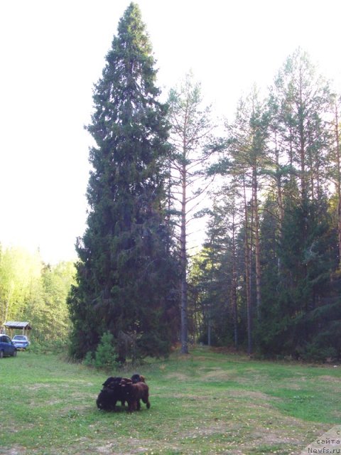 Фото: ньюфаундленд Lesnaya Skazka Lunnaya Sonata (Лесная Сказка Лунная Соната), ньюфаундленд Barhatka Roskoshnaya (Бархатка Роскошная)