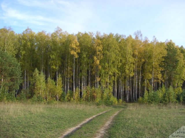 Фотография № 51684