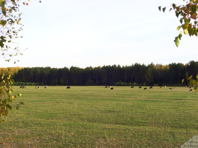 Фотография № 51685