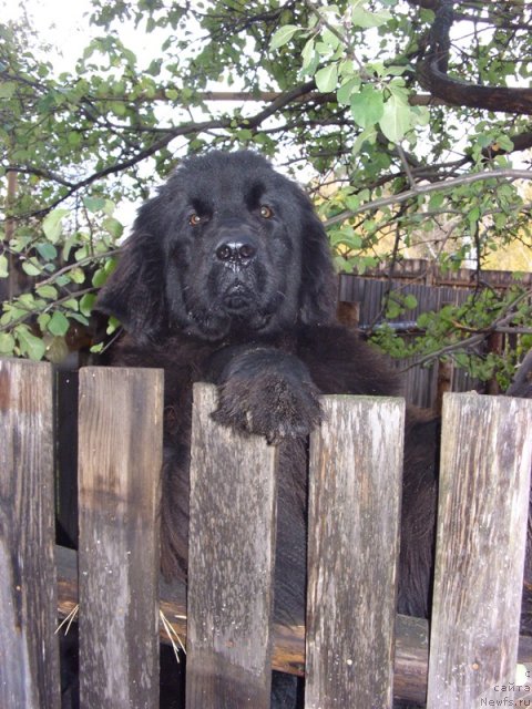 Фото: ньюфаундленд Baryishnya (Барышня)