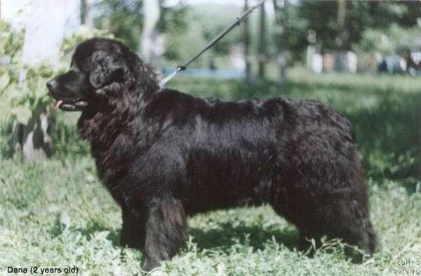 Фото: ньюфаундленд Dana (Дана)