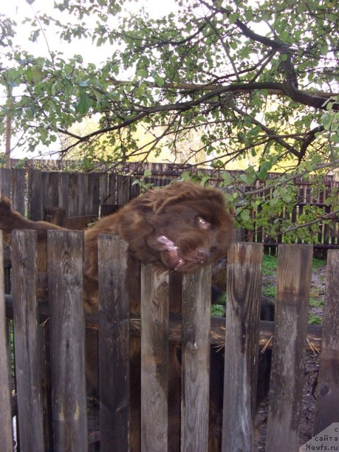 Фото: ньюфаундленд Barhatka Roskoshnaya (Бархатка Роскошная)