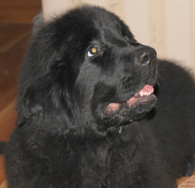 Фото: ньюфаундленд Markiza iz Medvej'ego YAra (Маркиза из Медвежьего Яра)