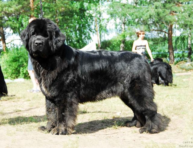 Фото: ньюфаундленд Super Bizon Antaliya (Супер Бизон Анталия)