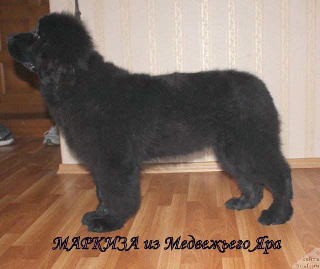 Фотография № 51740