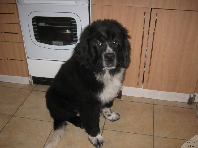 Фото: ньюфаундленд Ivanushka Interneshnl (Иванушка Интернешнл)
