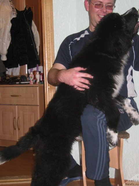 Фото: ньюфаундленд Ivanushka Interneshnl (Иванушка Интернешнл)