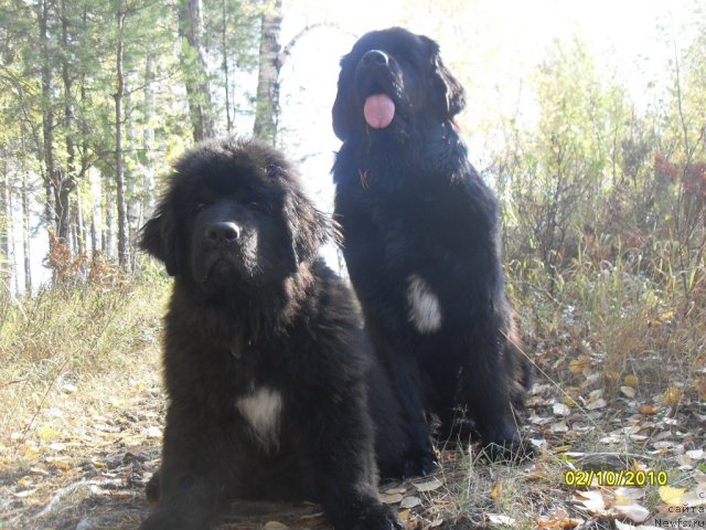 Фото: ньюфаундленд Izumrud Moey Dushi (Изумруд Моей Души), ньюфаундленд Bianka Vayt Pyerl (Бианка Вайт Пэрл)