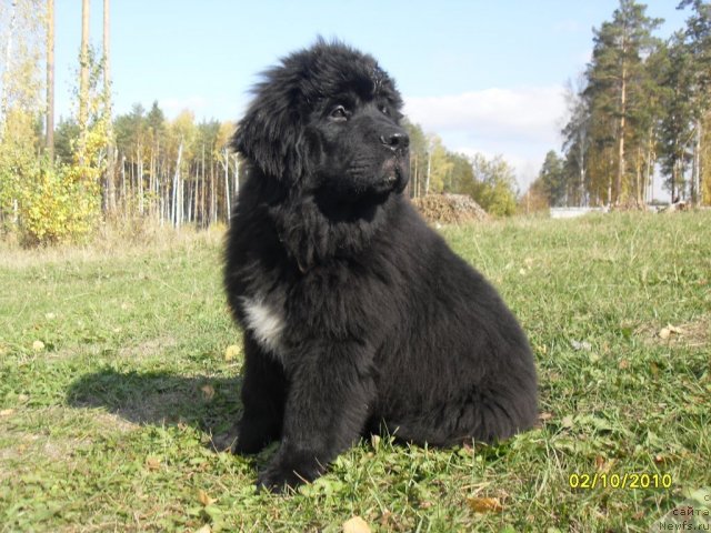 Фото: ньюфаундленд Izumrud Moey Dushi (Изумруд Моей Души)